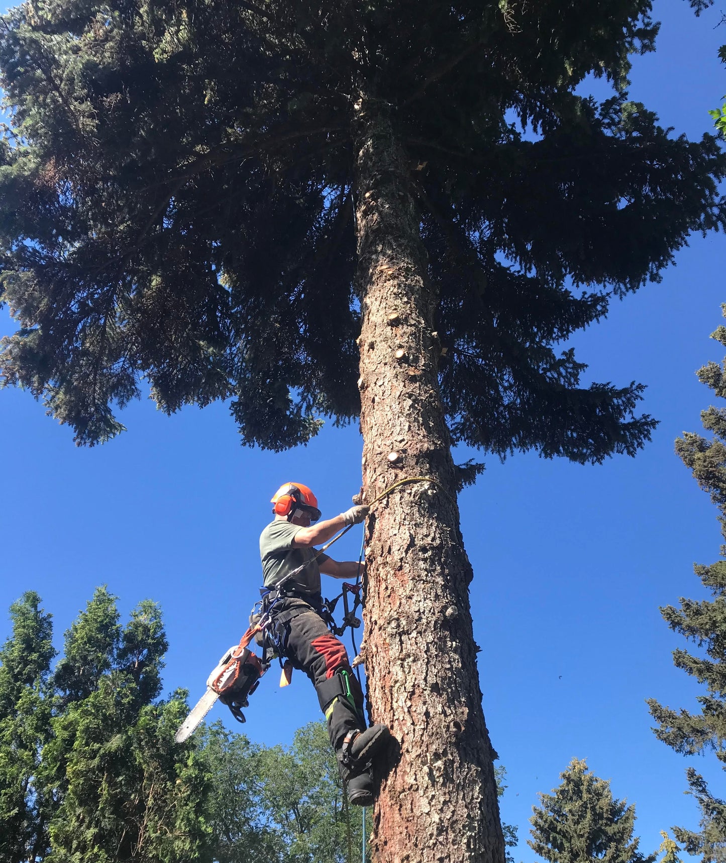 Arborist Medical Response